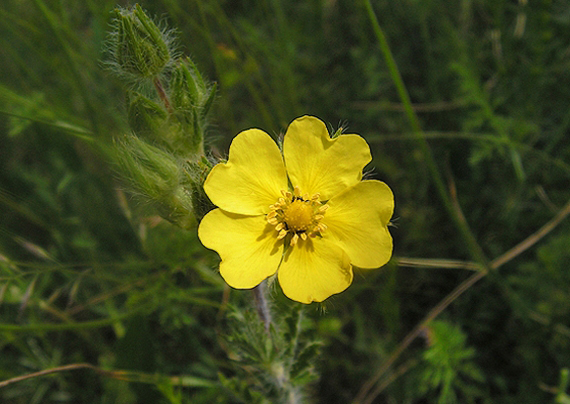 nátržník priamy Potentilla recta L.