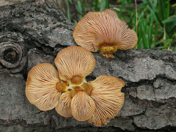 pňovka neskorá Sarcomyxa serotina (Pers.) P. Karst.