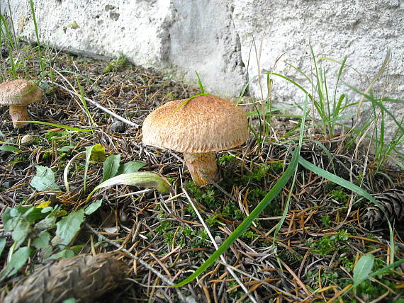 masliak duglaskový Suillus lakei (Murrill) A.H. Sm. & Thiers