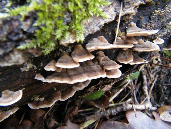 trúdnikovec pestrý? Trametes versicolor? (L.) Lloyd