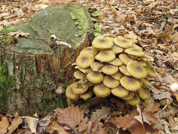 podpňovka Armillaria sp.