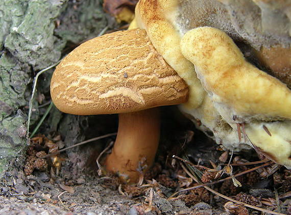 žltavec drevový Buchwaldoboletus lignicola (Kallenb.) Pilát