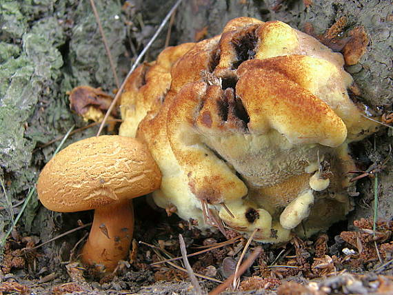 žltavec drevový Buchwaldoboletus lignicola (Kallenb.) Pilát