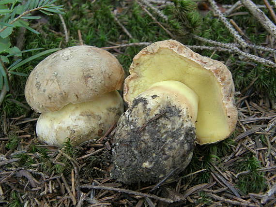 hríb horský Butyriboletus subappendiculatus (Dermek, Lazebn. & J. Veselský) D. Arora & J.L. Frank