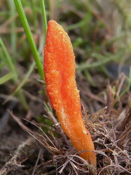 žezlovka hmyzová Cordyceps militaris (Fr.) Link