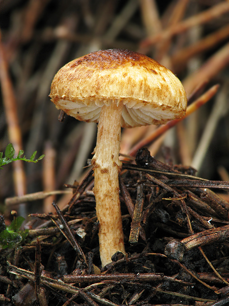 bedlička hnedá Lepiota castanea?