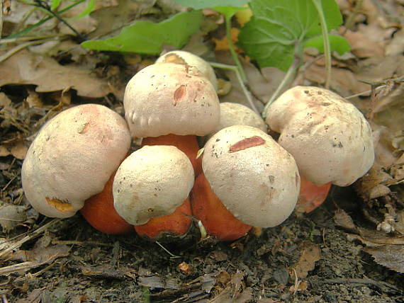 hríb Le Galovej Rubroboletus legaliae (Pilát & Dermek) Della Maggiora & Trassin.