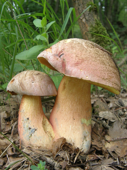 hríb Le Galovej Rubroboletus legaliae (Pilát & Dermek) Della Maggiora & Trassin.