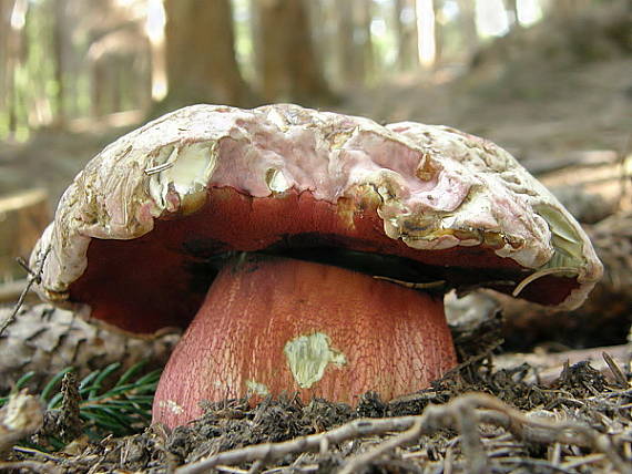 hríb úhľadný horský Rubroboletus rubrosanguineus (Cheype) Kuan Zhao & Zhu L. Yang