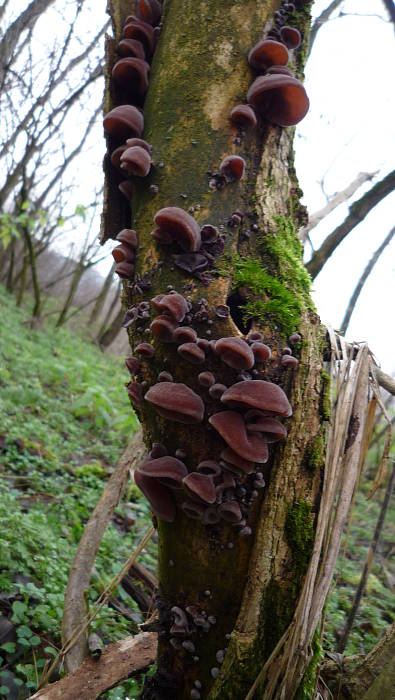 uchovec bazový Auricularia auricula-judae (Bull.) Quél.