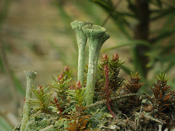 dutohlávka riasnata Cladonia fimbriata