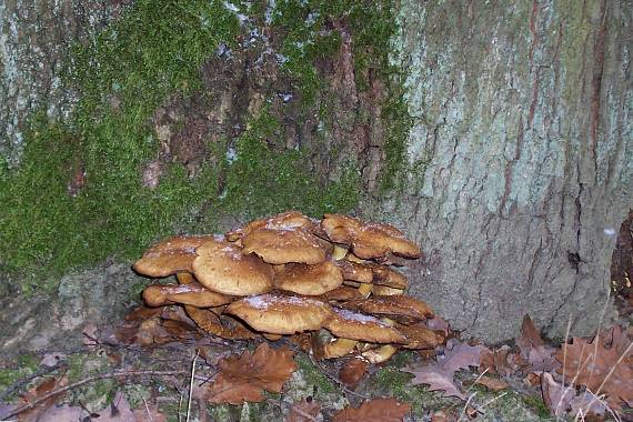 podpňovka Armillaria sp.