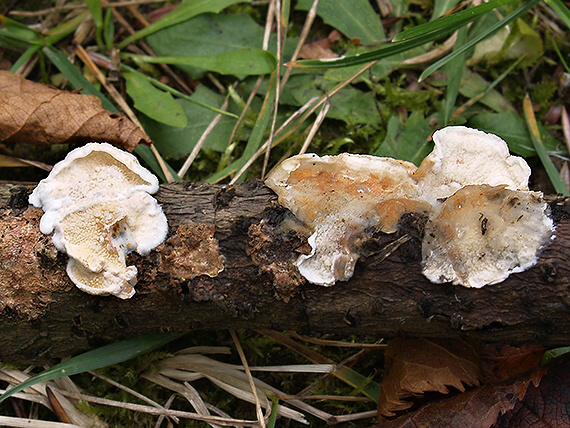 pakôrovec kožovitý Byssomerulius corium (Pers.) Ginns