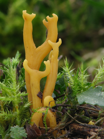 pakonárovka parôžkovitá Clavulinopsis corniculata (Schaeff.) Corner