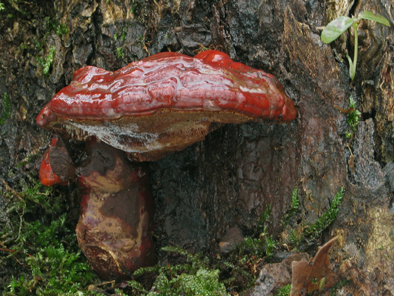 lesklokôrovka obyčajná Ganoderma lucidum (Curtis) P. Karst.