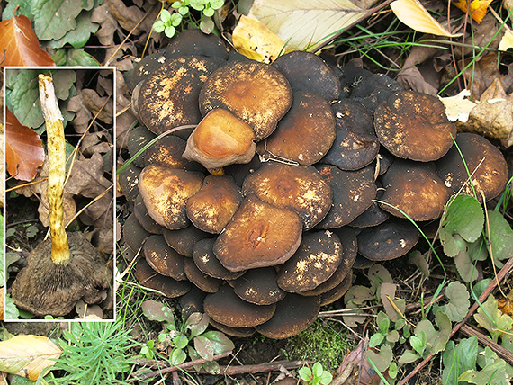 strapcovka Hypholoma sp.