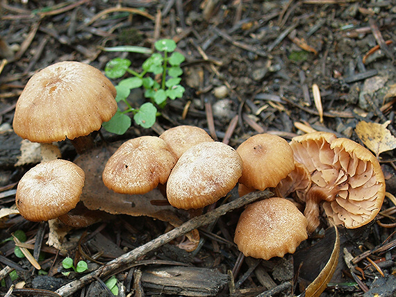 lakovka Laccaria sp.