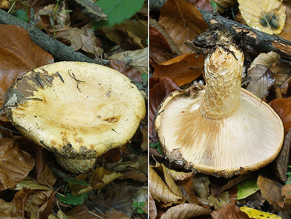 rýdzik rapavý Lactarius scrobiculatus (Scop.) Fr.