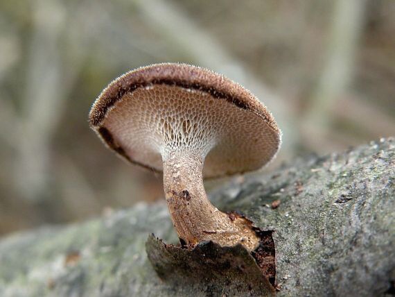 trúdnik zimný Lentinus brumalis (Pers.) Zmitr.