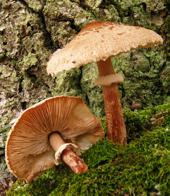 bedľa vysoká Macrolepiota procera (Scop.) Singer