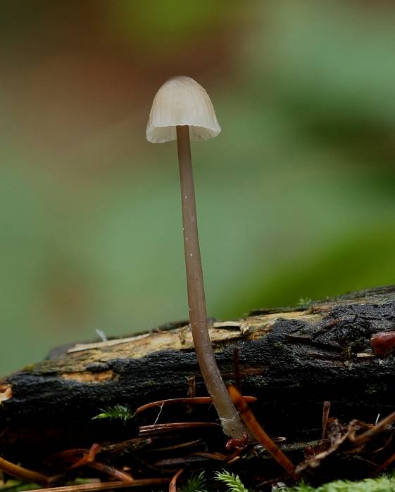 prilbička Mycena sp.