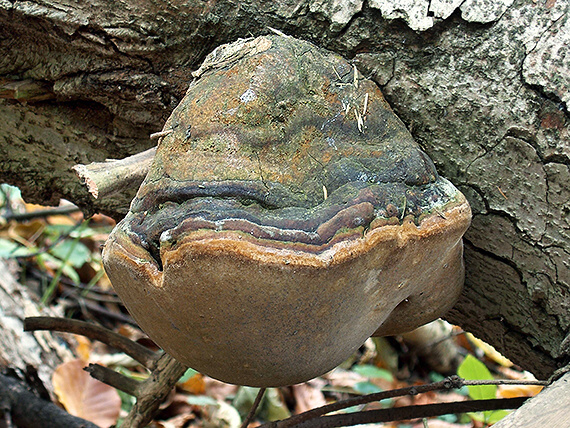 ohňovec Hartigov Phellinus hartigii (Allesch. & Schnabl) Pat.