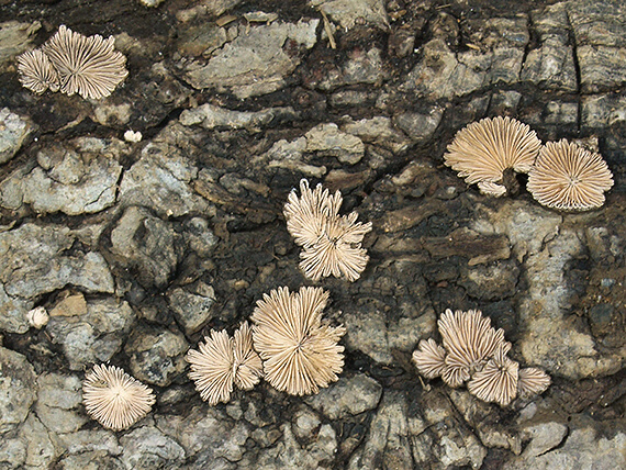 klanolupeňovka obyčajná Schizophyllum commune Fr.