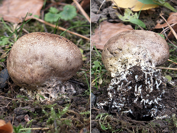 pestrec bradavičnatý Scleroderma verrucosum (Bull.) Pers.