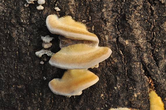 trúdnikovec chlpatý Trametes hirsuta (Wulfen) Lloyd