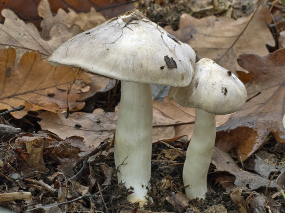 čírovka  sivá Tricholoma portentosum (Fr.) Quél.