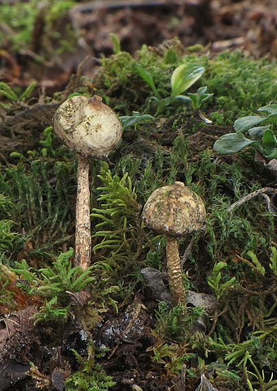 stopkovec zimný Tulostoma brumale Pers.