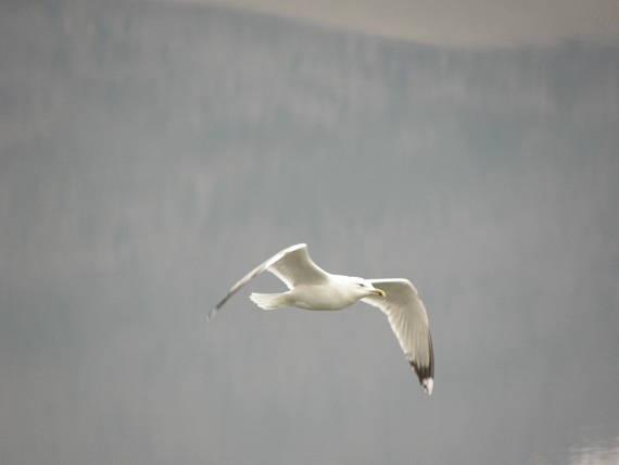 čajka siva larus canus