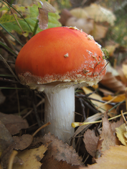 muchotrávka červená Amanita muscaria (L.) Lam.