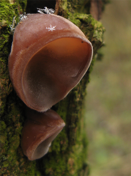 uchovec bazový Auricularia auricula-judae (Bull.) Quél.