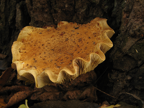 bazídiové huby Basidiomycota div.