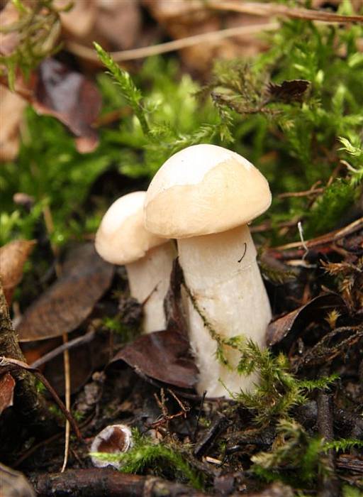 čírovnica májová Calocybe gambosa (Fr.) Donk