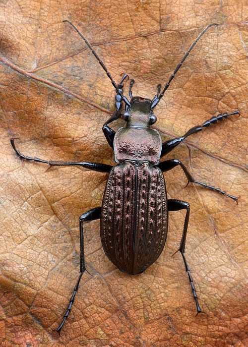 bystruška zrnitá Carabus granulatus Linnaeus, 1758