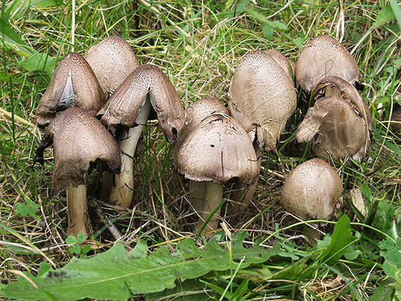 hnojník atramentový Coprinopsis atramentaria (Bull.) Redhead, Vilgalys & Moncalvo