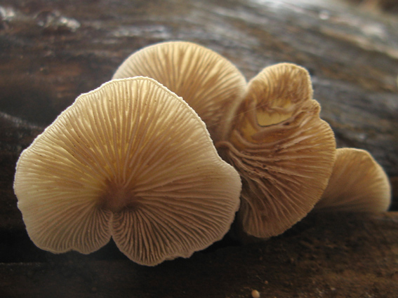 pahliva Crepidotus sp.