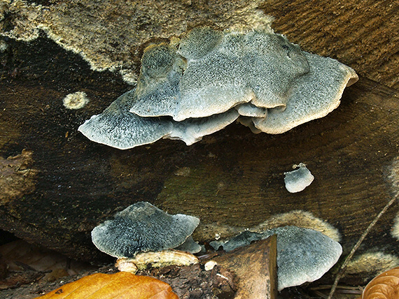 šťavnatec modrastý Cyanosporus caesius (Schrad.) McGinty