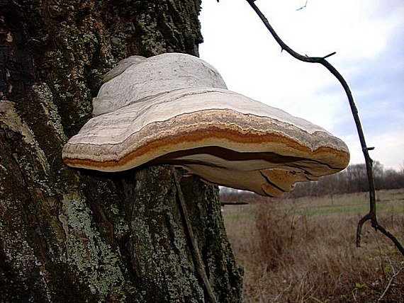 práchnovec kopytovitý Fomes fomentarius (L.) J.J. Kickx