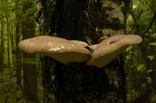 brezovník obyčajný Fomitopsis betulina (Bull.) B.K. Cui, M.L. Han & Y.C. Dai