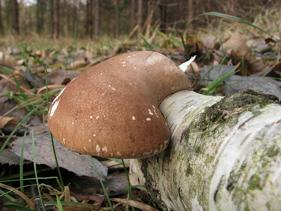 brezovník obyčajný Fomitopsis betulina (Bull.) B.K. Cui, M.L. Han & Y.C. Dai