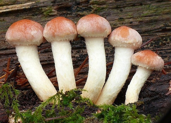 strapcovka tehlovočervená Hypholoma lateritium (Schaeff.) P. Kumm.