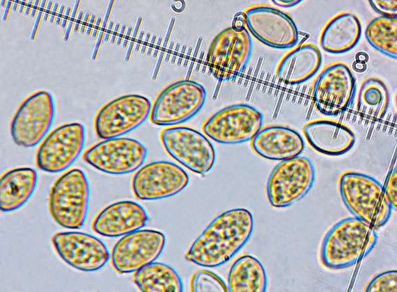 vláknica ostrihaná Inocybe phaeodisca Kühner