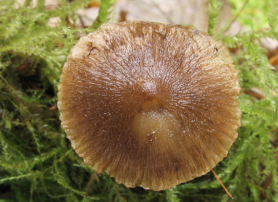 vláknica ostrihaná Inocybe phaeodisca Kühner