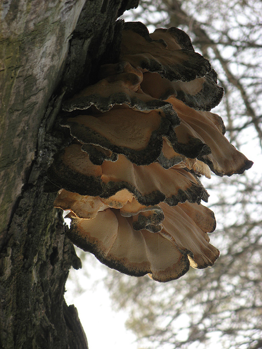 sírovec obyčajný Laetiporus sulphureus (Bull.) Murrill