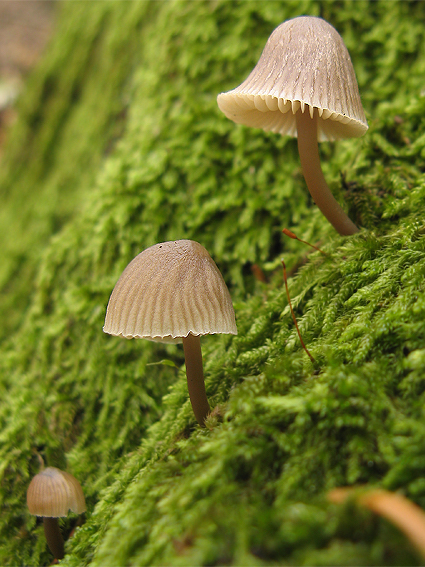 prilbička Mycena sp.