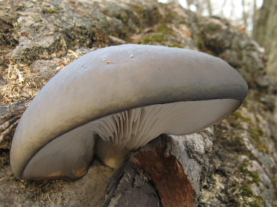 hliva ustricovitá Pleurotus ostreatus (Jacq.) P. Kumm.