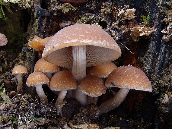 drobuľka Psathyrella sp.